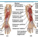 Piano Movements: Forearm movement