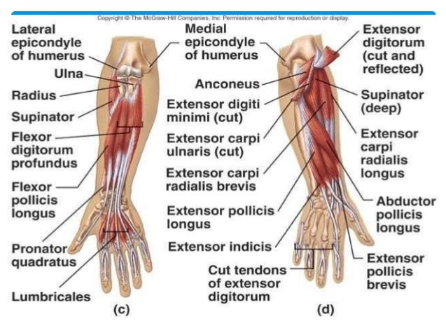 Piano Movements: Forearm movement