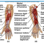 Scaramuzza essentials Rotation Movement