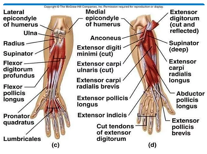 Scaramuzza essentials: Rotation Movement